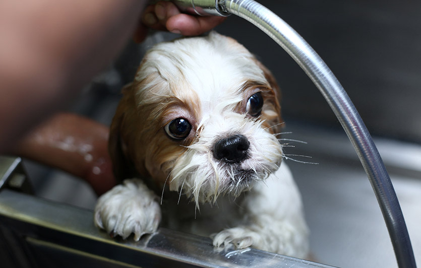 Dog Grooming