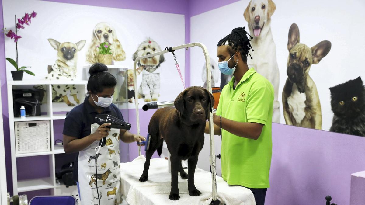 pet grooming service benefits