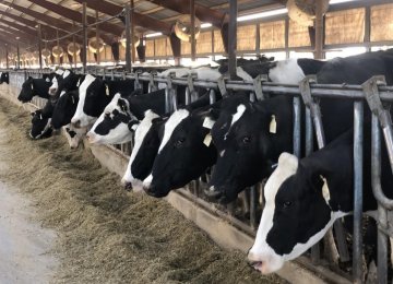 Cattle Farming Techniques