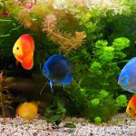 Benefits Of Background Aquarium Plants